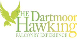 Dartmoor Hawking Falconry Experience