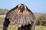 Eagles