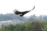 Eagles