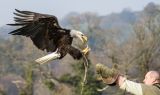 Eagles