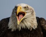 Eagles