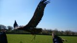 Eagles