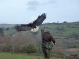 Eagles
