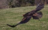 Eagles