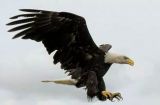 Eagles